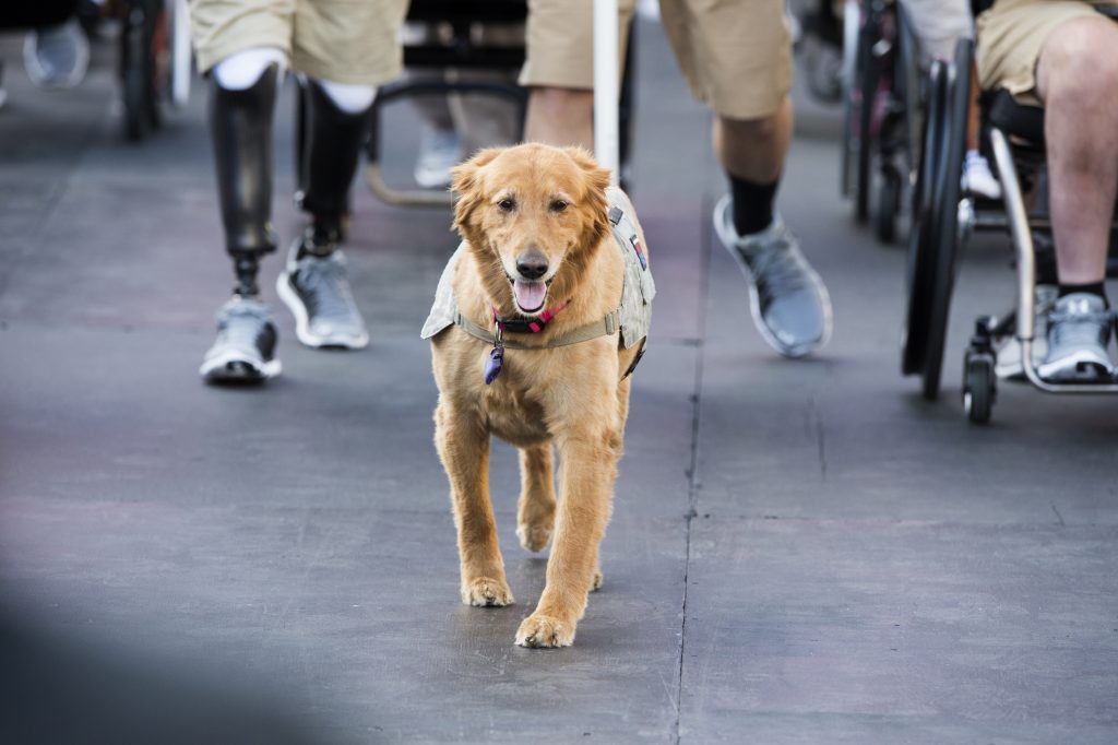 A service dog named Moxie leads the parade for athletes into Soldier Field for the opening ceremonies of the 2017 Dept. of Defense Warrior Games at the United Center in Chicago July 1, 2017. (DoD photo by EJ Hersom)