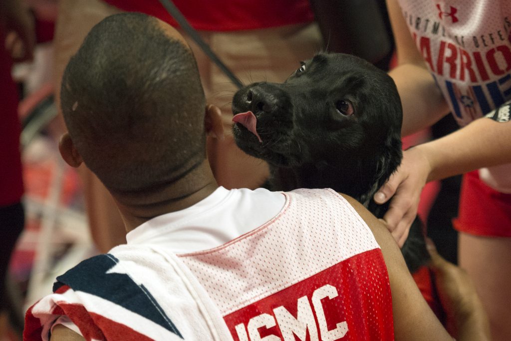 A service dog reacts to the Marine Corps celebrating gold in sitting volleyball during the 2017 Department of Defense Warrior Games in Chicago June 29, 2017. (DoD photo by EJ Hersom)