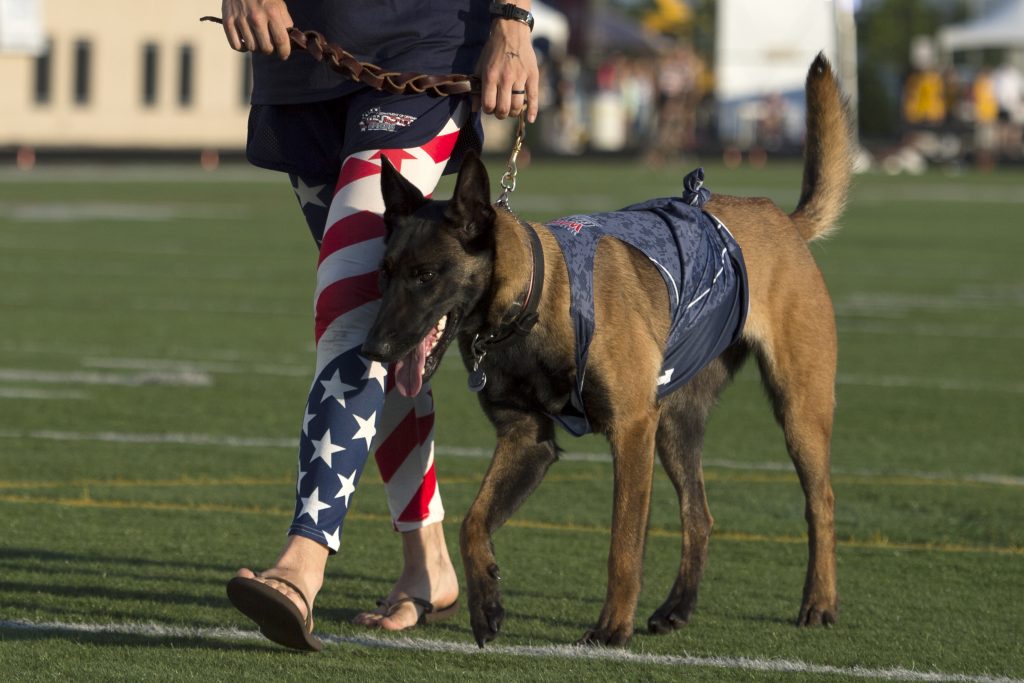 A service dog named Via gets a walk on the track infield for the 2017 Dept. of Defense Warrior Games in Chicago July 2, 2017. (DoD photo by EJ Hersom)