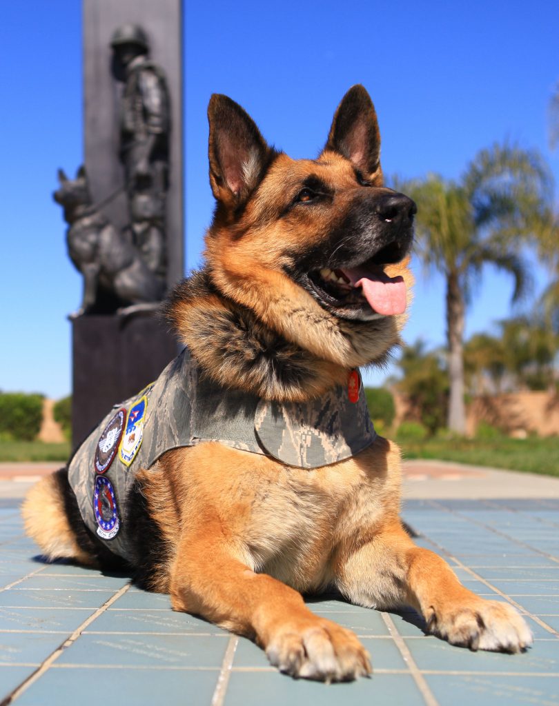 Jax, a German shepherd who serves as a therapy dog for the 163d Attack Wing at March Air Reserve Base, California, is photographed on March 9, 2017, at the War Dog Memorial outside of the March Field Air Museum in Riverside, California. Jax and his handler, David Cunningham, 163d Attack Wing Director of Psychological Health (DPH), often visit Airmen in their work centers to provide moments of relaxation and informal opportunities to connect with the DPH. (Air National Guard photo by Airman 1st Class Crystal Housman)